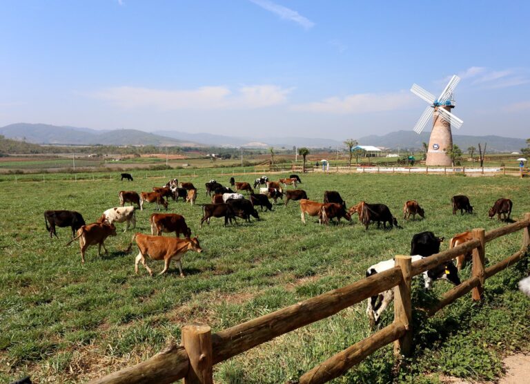 Đà Lạt milk farm, đường đi tới nông trại bò sữa Đà Lạt