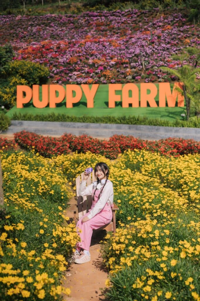 Puppy farm Đà Lạt triệu view, trang trại chó puppy farm, puppy farm maps